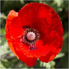 How to grow poppies from seed indoors. Amazon Com Seed Needs Red Poppy Corn Poppy Papaver Rhoeas Bulk 100 000 Seeds Garden Outdoor