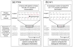 Dna mutations occur when there are changes in the nucleotide sequence that makes up a strand of dna. Ranking Insertion Deletion And Nonsense Mutations Based On Their Effect On Genetic Information Bmc Bioinformatics Full Text