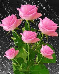 Hermosas Rosas y Frases De Amor | Pachuca de Soto