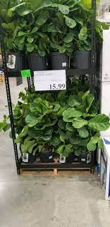 An aerogarden is a hydroponic indoor garden that can be setup practically anywhere. Alert Instagram S Favorite It Plant Is Back At Costco Plants Making Plant Pots Fiddle Leaf Fig