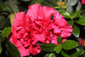 Azalea Meaning Fragile Passion Love Repair Com Flower Meanings Azaleas Flowers