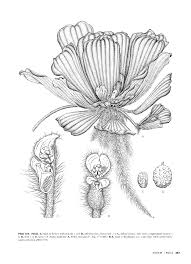 Image result for Gonatopus petiolulatus