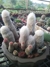 Skye bee succulents and cacti. Anyone Else Got An Old Man Cactus