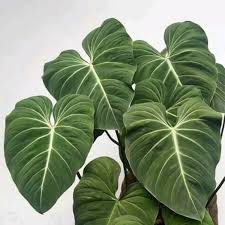 1 Live Philodendron Gloriosum Rare Houseplant By Corrysgarden On Etsy Https Www Etsy Com Listing 7301826 Philodendron Variegated Plants Plant Care Houseplant