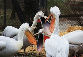 Посмотрите твиты по теме «#diskussionsrunde» в твиттере. Diskussionsrunde Foto Bild Tiere Zoo Wildpark Falknerei Vogel Bilder Auf Fotocommunity
