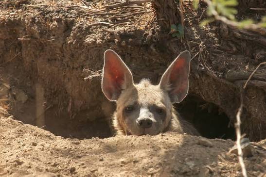 Striped Hyena: Unveiling India's Nocturnal Wanderer