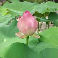 Which we are ready to deliver your flower anywhere in singapore within 3 hours. Lotus Plant Pot Gardening Carousell Singapore