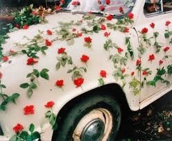Art Gallery Car Flowers Cicek Fotograf Fotografcilik