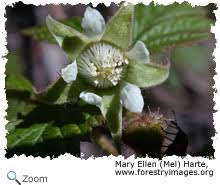 Image result for Rosaceae