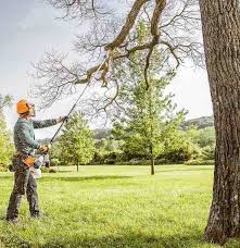 Tree removal cost typical cost to remove a tree in atlanta is about $540 (medium tree removal, between 19 and 24 inches in diameter, including the stump). Tree Cutting Services By Tree Cutting Pros