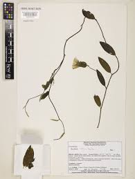 Image result for Aniseia martinicensis