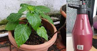 Karena itu, sabun cuci piring yang nyaman digunakan menjadi produk yang banyak dicari. Powernya Diy Air Sabun Ini Bukan Daun Sayuran Jadi Hijau Dan Segar Serangga Perosak Pun Tak Berani Dekat Vanilla Kismis