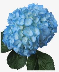 ✓ free for commercial use ✓ high quality images. Tinted Light Blue Baby Blue Flowers Png 935x1100 Png Download Pngkit