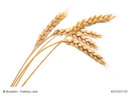 Check spelling or type a new query. Kamut Ihre Apotheke Informiert Uber Getreide