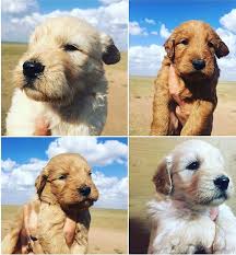 Find and search popular hair coat colors including cream, black, chocolate, tan, apricot, party, white and spotted, in miniature, mini, and small. Thanks To Whitney Brown Goldendoodle Puppies Of Texas Facebook