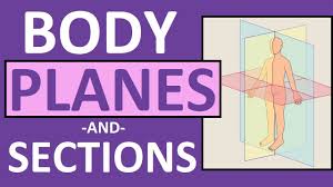 The left lower quadrant is similar to the right lower quadrant with a few differences. Four Abdominal Quadrants And Nine Abdominal Regions Anatomy And Physiology Youtube
