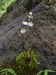 Image result for Utricularia striatula