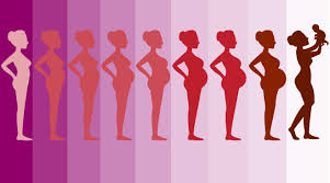 Sight, touch, hearing, smell and taste. How Organs Move During Pregnancy Gif