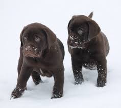 Labs take 2 to 3 years to develop mentally and physically, training is an important part of the development of your lab. White Labs For Sale White Lab Puppies White Lab Puppy