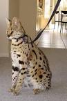 Most Expensive Cats in the World - Valuable Cat Breeds ...