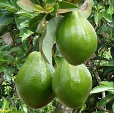 Check out my things to consider before buying a fruit tree for some tips on getting started. Fruit Trees Southern California