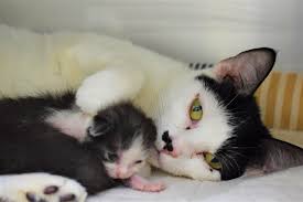 Maybe you would like to learn more about one of these? 14 Cats Rescued From Hoarding Situation Heritage Humane