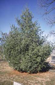 White Pine | Ohio Department Of Natural Resources