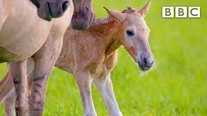 Adorable Newborn Foal Takes First Steps Bbc Youtube