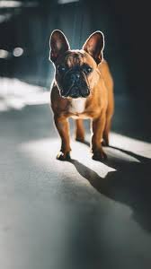 • best mobile app new wallpapers and art background 2021 apk free! Phone Wallpaper French Bulldog Glance Dog Pet Hd Phone Background 9gag