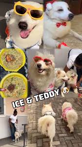 Today is my dog’s enjoyment day