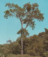 Image result for Cathormion