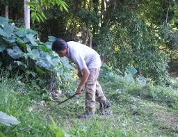 Image result for Sericostachys scandens