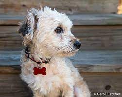See more ideas about pets, adoption, dog adoption. Wethersfield Ct Havanese Meet Poppy A Pet For Adoption
