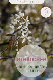 Straucher Die Du Nicht Zu Giessen Brauchst Pflegeleichter Garten Straucher Garten Garten Pflanzen