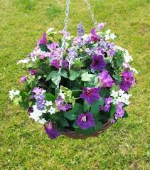 Maybe you would like to learn more about one of these? Hanging Basket With Morning Glory Flowers Irish Plants Direct