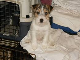 Élevage de volailles et vente à la ferme. Chien Elevage De La Roche Turpin Eleveur De Chiens Jack Russell Terrier
