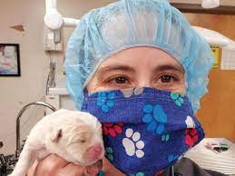 People have asked 4 questions about working at anchor animal hospital. Pandemic Pet Care Anchor Animal Adapts To Curbside Work Dartmouth