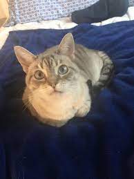 Reddit Meet Nancy 1 Y O American Shorthair Siamese Mix And The Light Of My Life American Shorthair American Shorthair Cat Animals