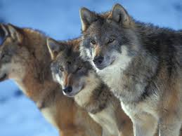 Wolves Cute Creatures Animals Wolf Album