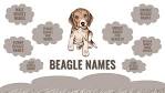 225+ Awesome Beagle Names | PetHelpful