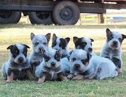 They are just tons of fun. Blue Heeler Puppies For Sale Home Facebook