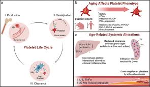 Image result for Platelet Function Closure Time