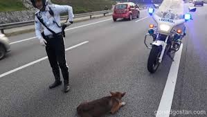 Bersempena dengan pelancaran bulan kebangsaan dan kibar jalur gemilang 2019, polis diraja. Berhentikan Trafik Selamatkan Anjing Cedera Gohed Gostan