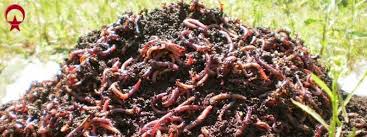Solucan Gubresi Nedir Solucan Nasil Uretilir Solucan Gubresinin Faydalari Nelerdir Solucan Gubresinin Ozellikleri Nelerdir Solucan Gu Gida Yemek Lokantalar