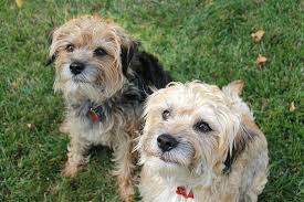 Visit all pets veterinary hospital in saint michaels, md and save 25% on your vet bill with a pet plan by pet assure. Mission Statement All Pets Veterinary Hospital High Quality Pet Care You Can Trust