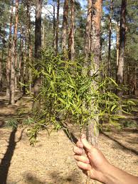 Image result for Viscum bagshawei