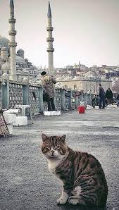 Filiz Eroglu Adli Kullanicinin Istanbul Panosundaki Pin Istanbul Hayvanlar Alemi Hayvanlar