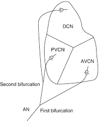 5 Schematic Drawing Of The Cochlear Nucleus To Show The Auditory Download Scientific Diagram It will generate a textual output indicating which elements are in each intersection. cochlear nucleus to show the auditory