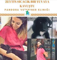 Pandora Veteriner Klinigi Adli Kullanicinin Www Pandoravet Com Panosundaki Pin Veterinerler Pandora