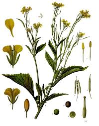 Image result for Schoenoplectiella juncea